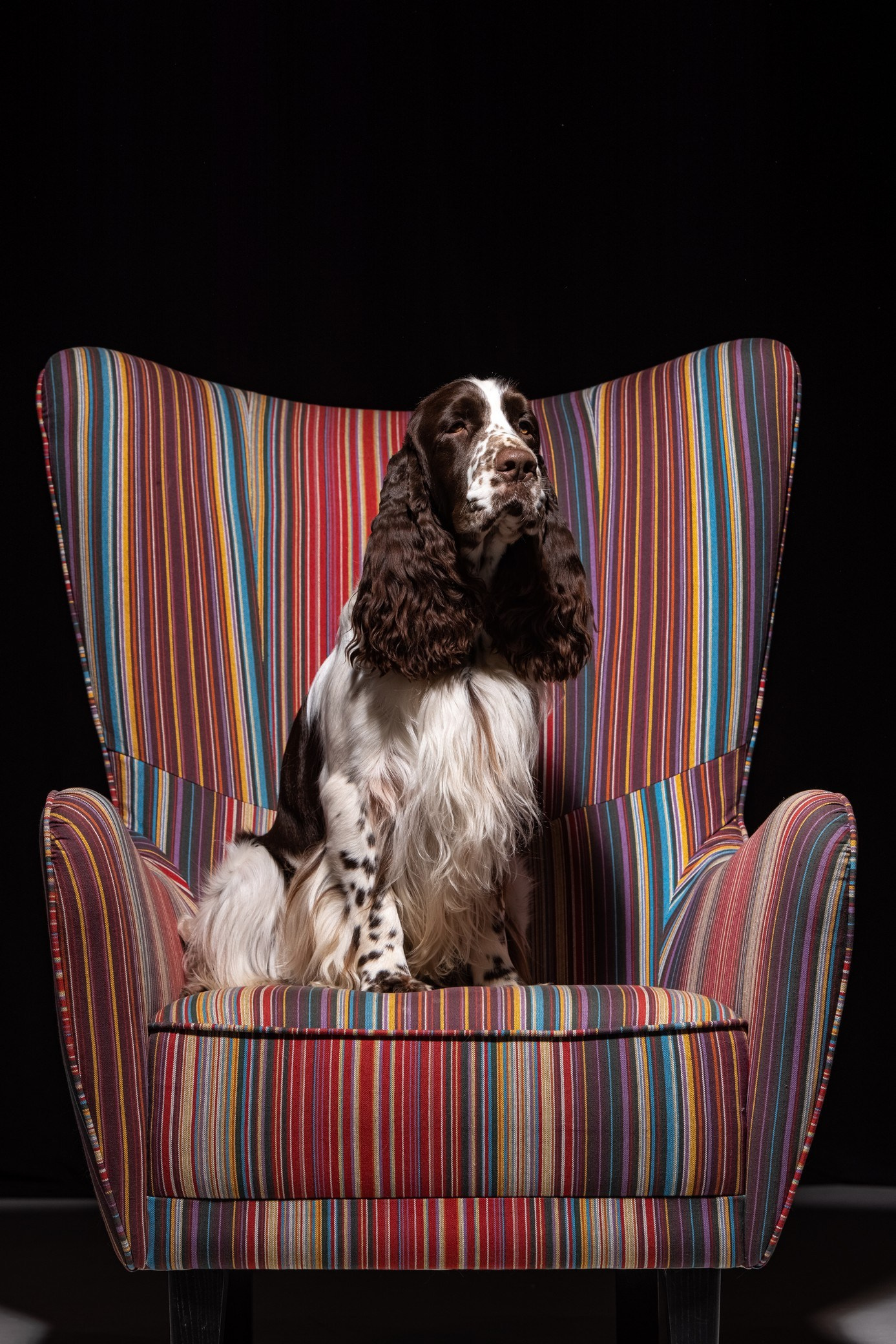 Gallery. Website of the titled stud dog of the Springer Spaniel breed