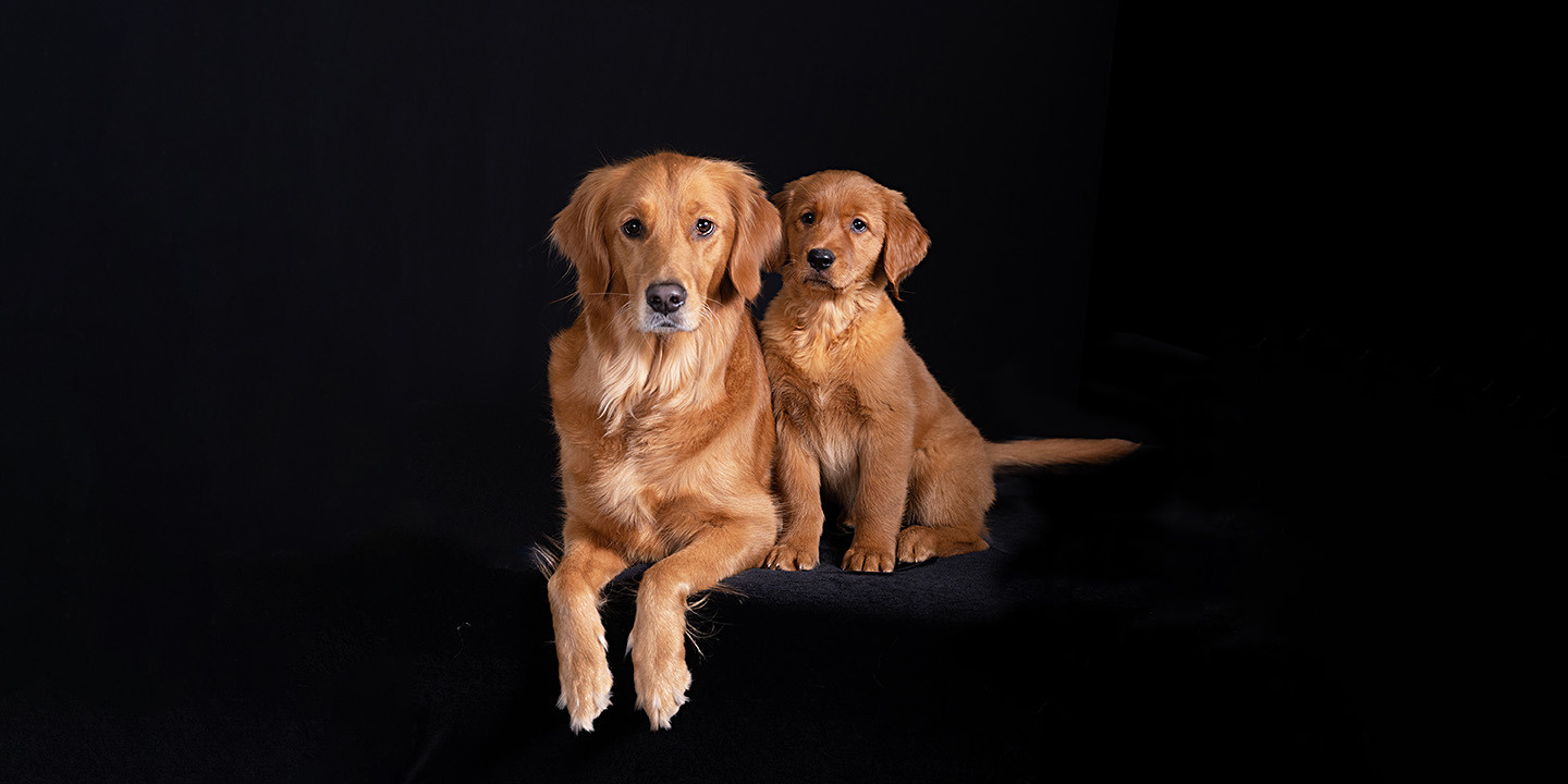 Dogs. Photographer Irina Kozhemyakina. Houston