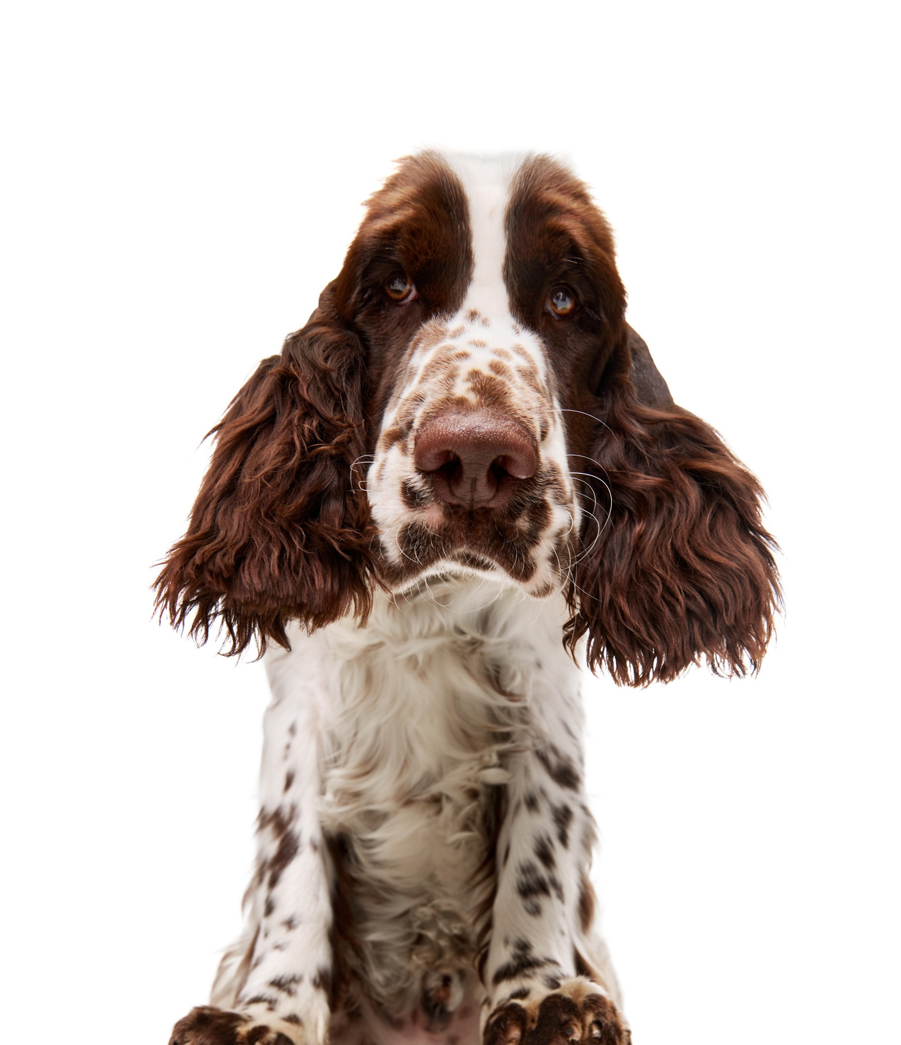 Photo of springer spaniel on a white background