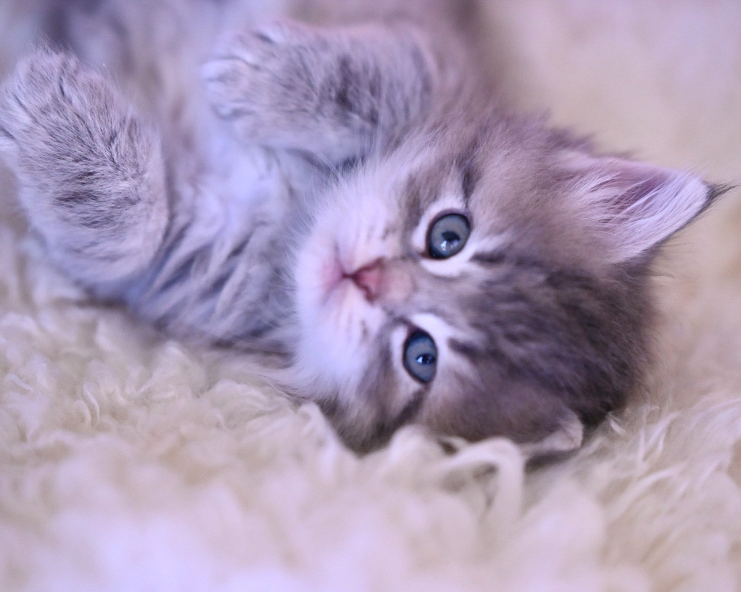 Feline Coronavirus and FIP in Cats: What Owners Should Know