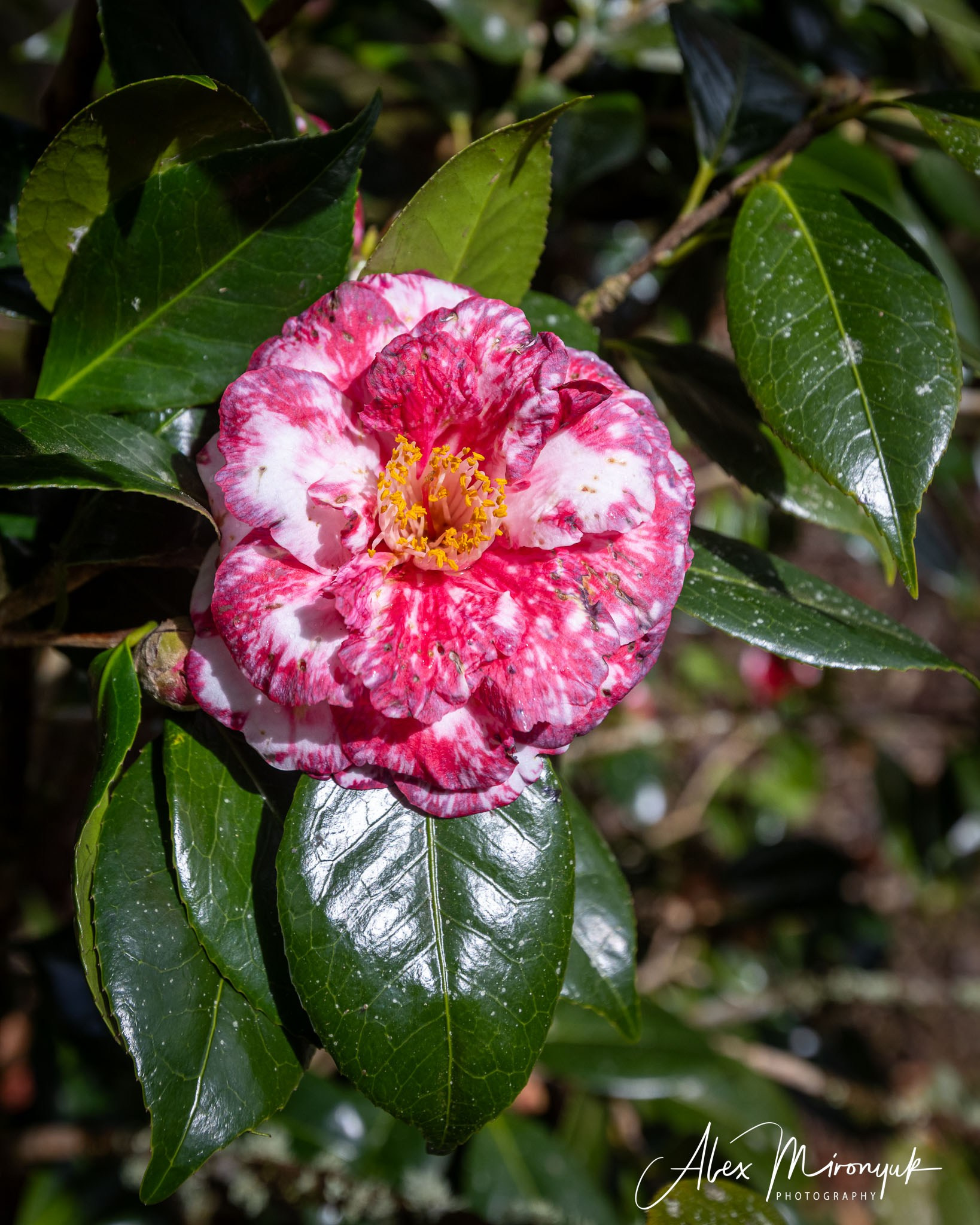 Madeira And Azores. Pet, Senior, Landscape, portrait studio, photographer in Miami and Sou