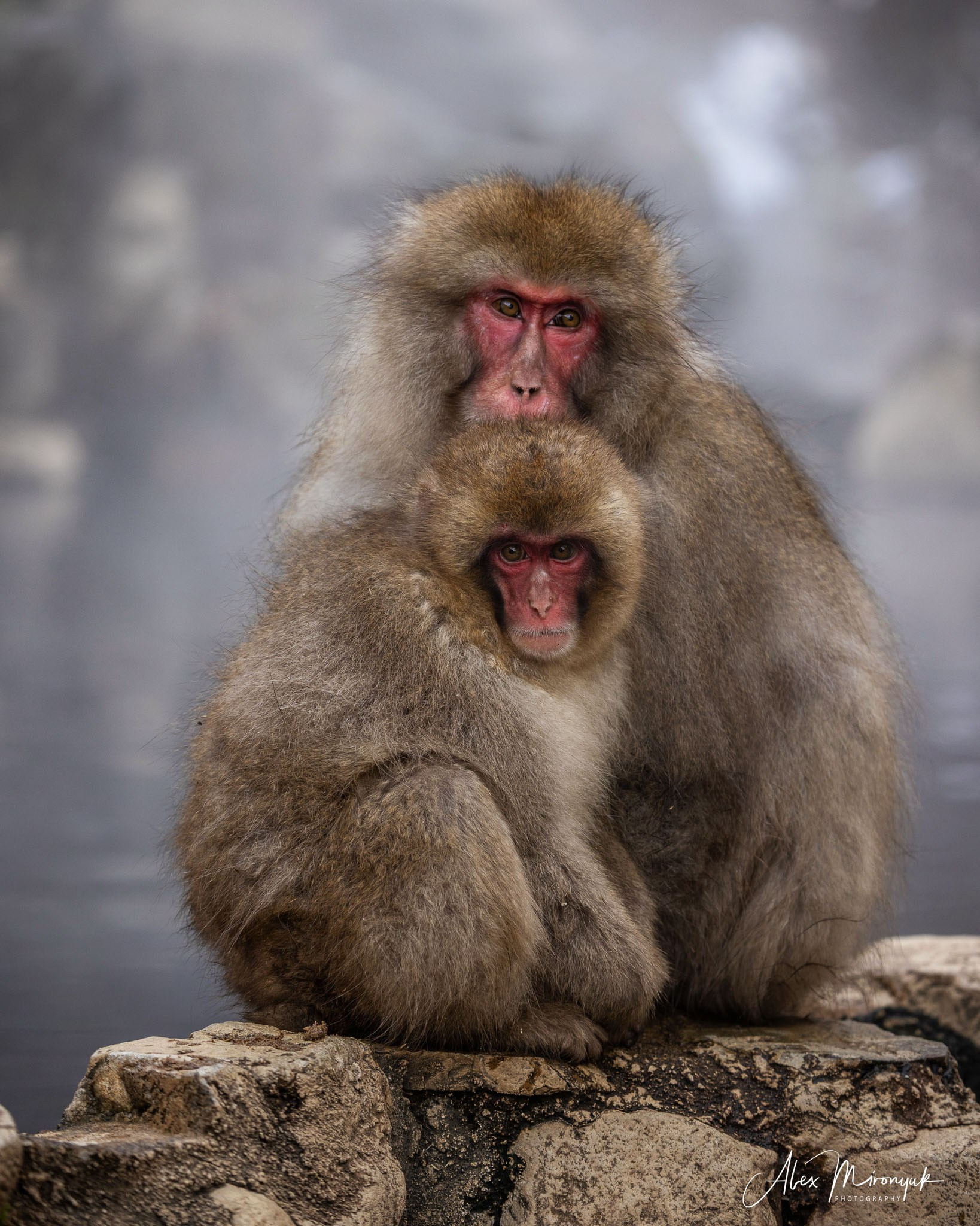 Winter Japan: Snow Monkeys, Castles & Timeless Villages. Pet, Senior, Landscape, portrait studio, photographer in Miami and Sou