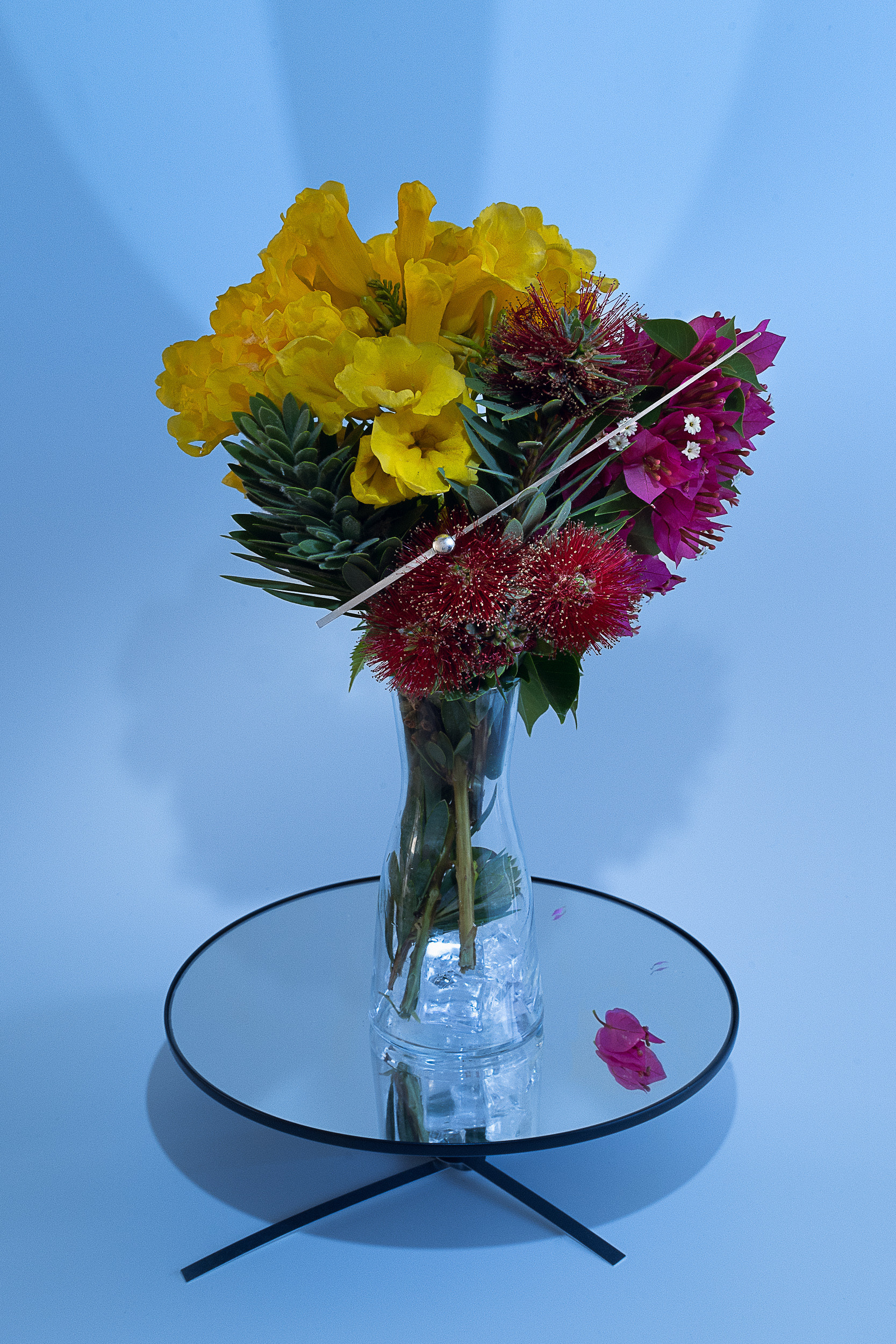 Still life. Ant | photo