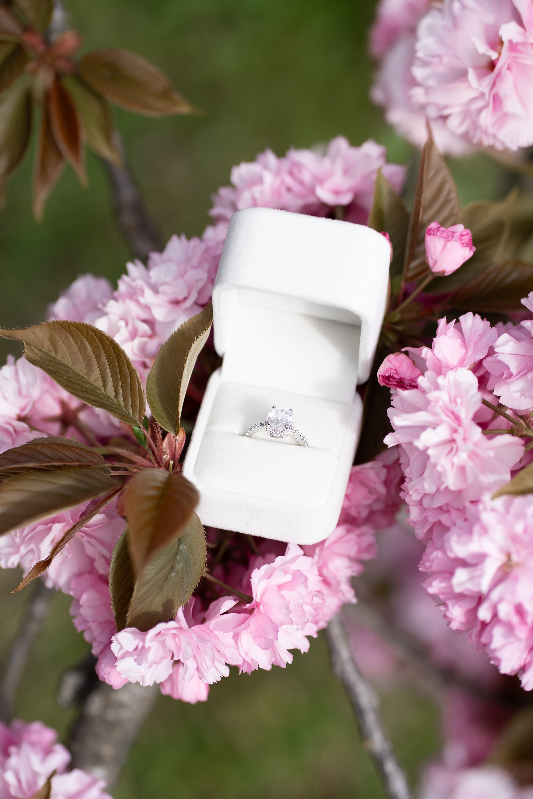 Proposal guide. Aleksandra Lansoni