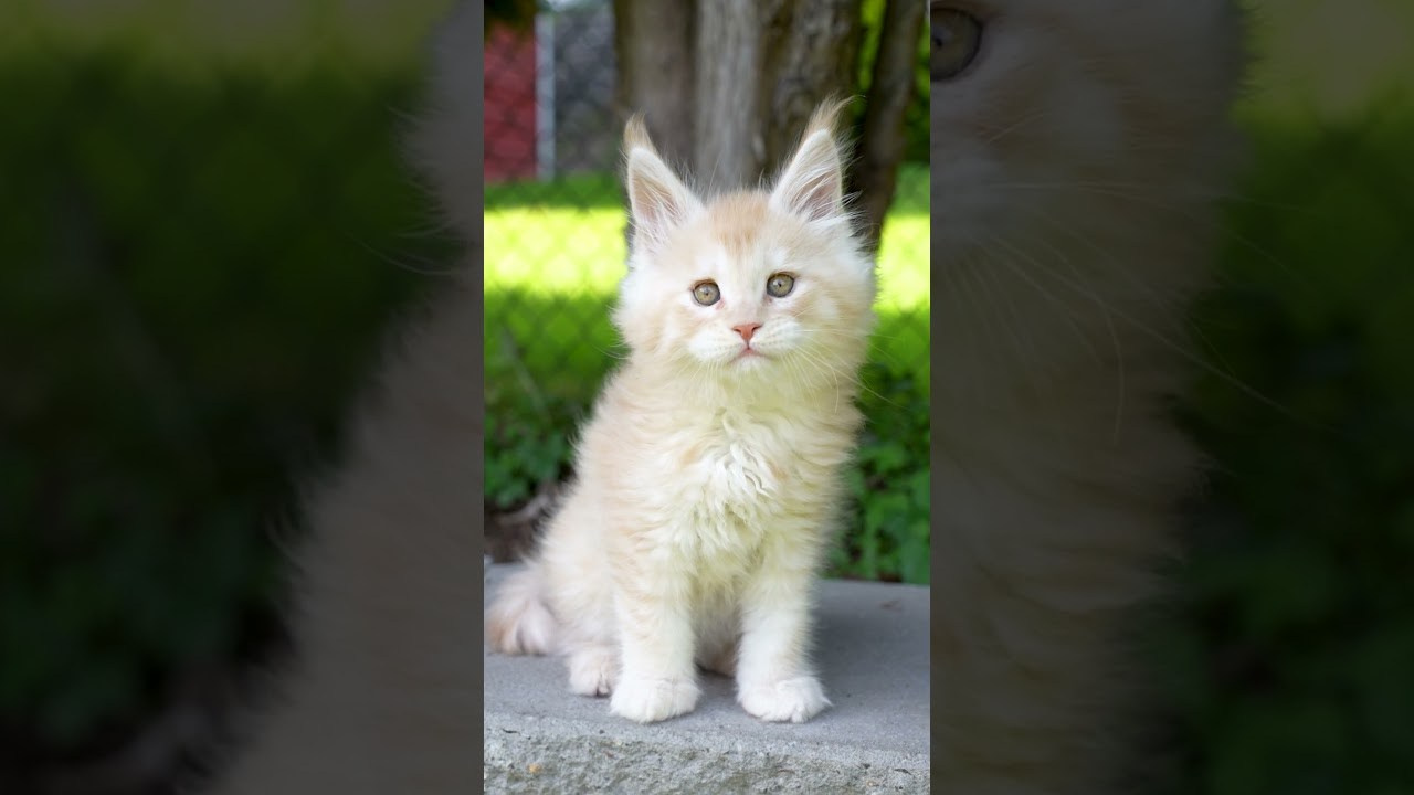 Senator James. Senator Cat — Maine Coon cattery