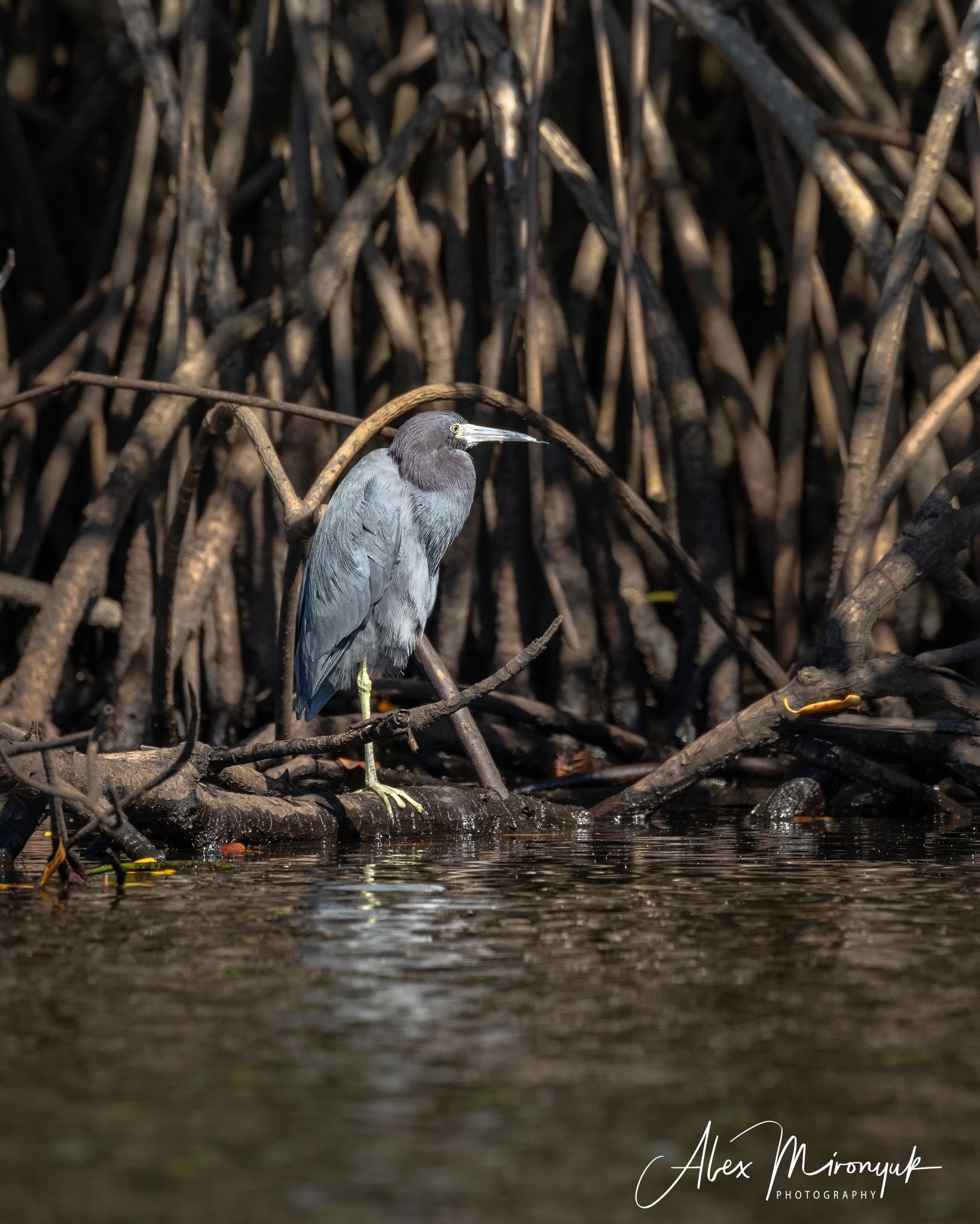 Exploring True Florida: Springs, Rivers & Manatees by Canoe. Pet, Senior, Landscape, portrait studio, photographer in Miami and Sou