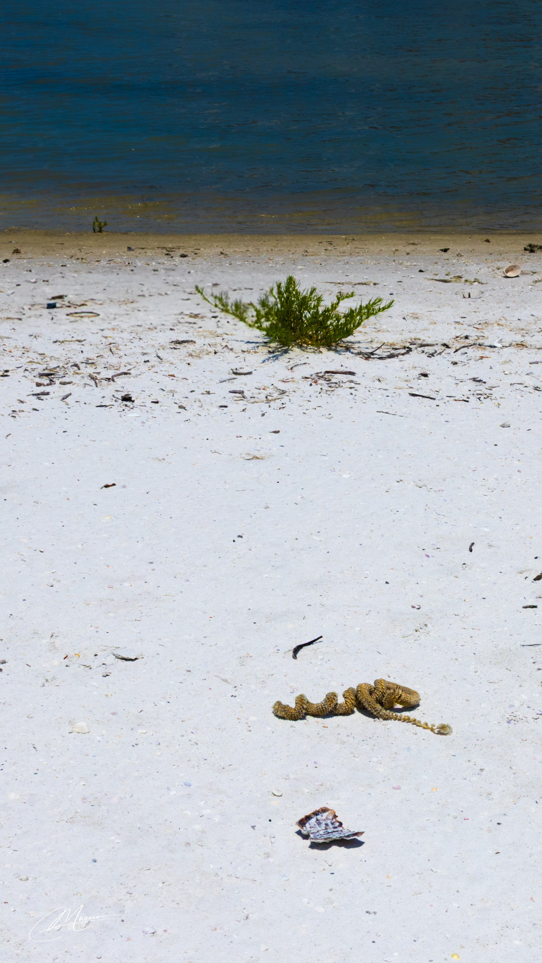 Florida Man — Fort Myers Walkabout. Out and About 239