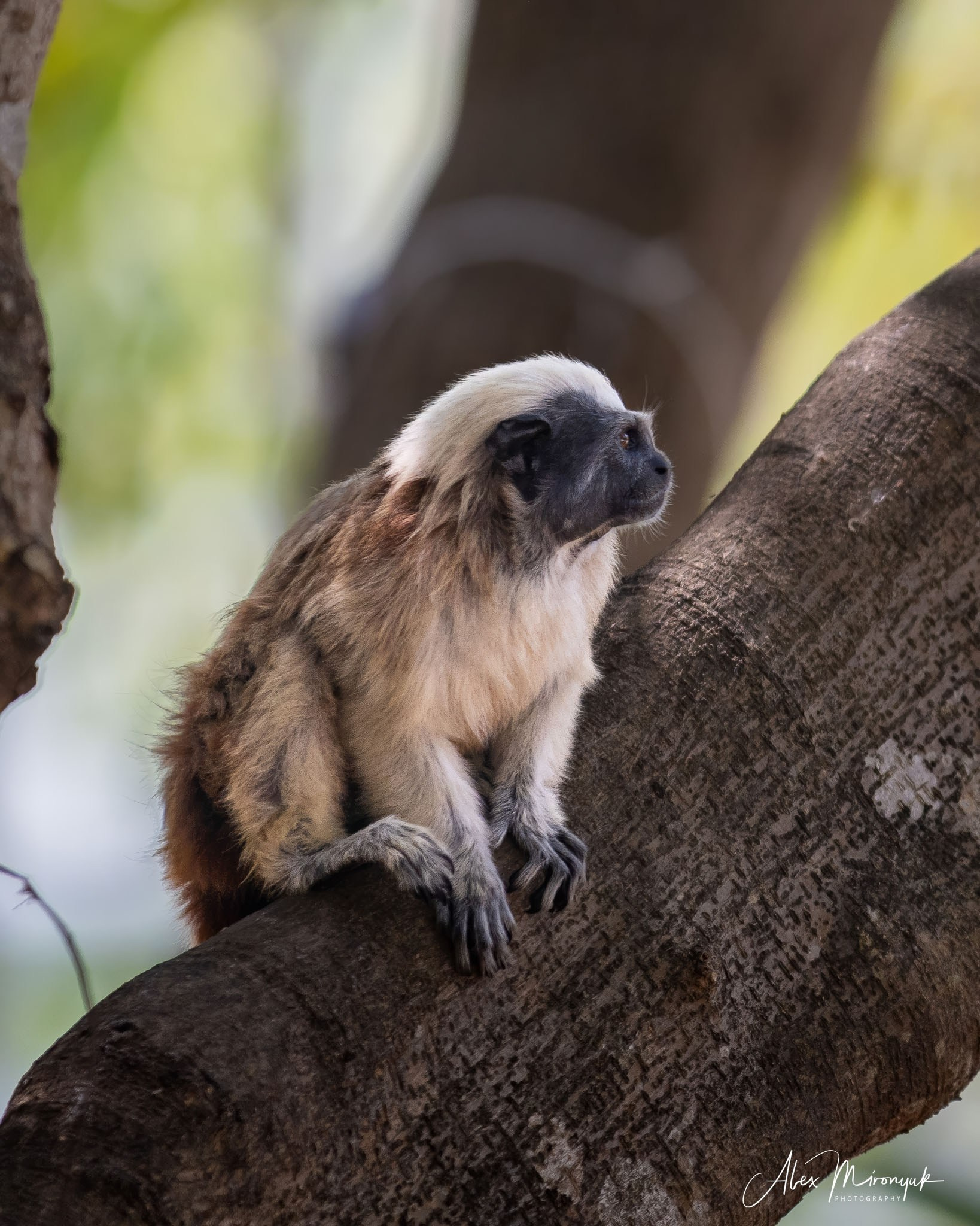Colombia in Style. Pet, Senior, Landscape, portrait studio, photographer in Miami and Sou