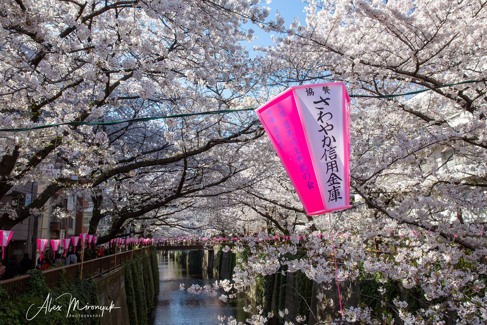 Hanami Season in Japan. Pet, Senior, Landscape, portrait studio, photographer in Miami and Sou