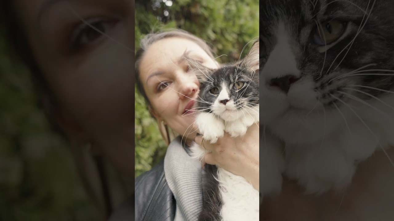 Senator Quentin. Senator Cat — Maine Coon cattery