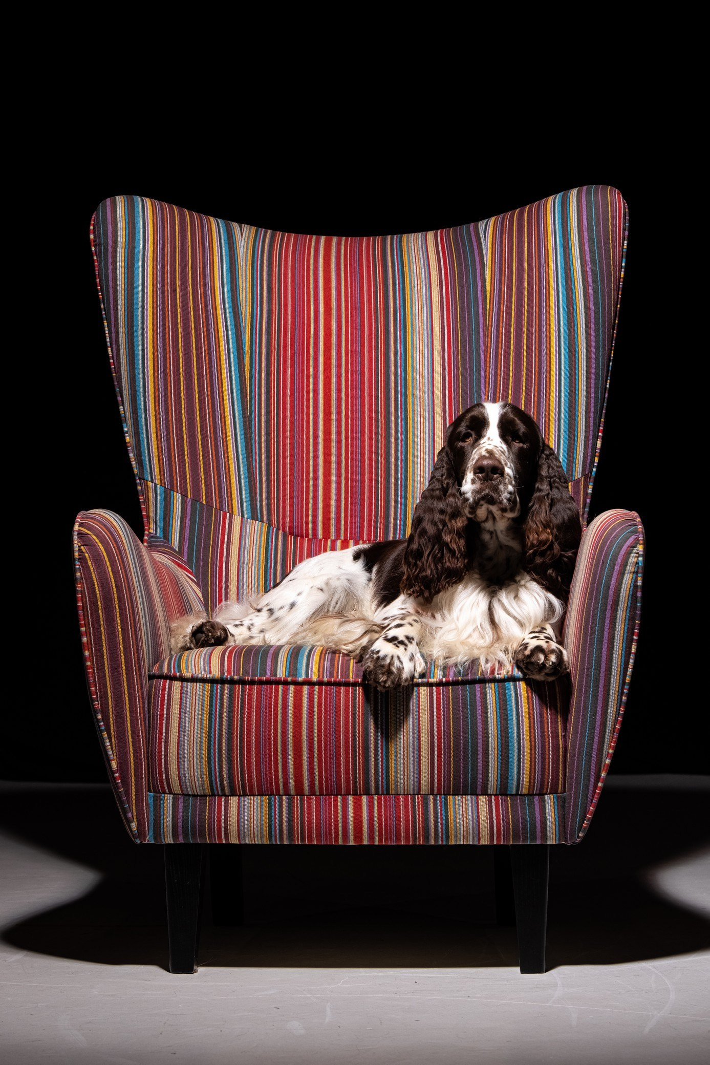 English Springer Spaniel male show stance conformation