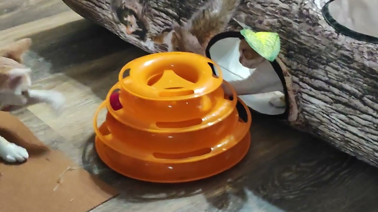 Bonnie, Boy, born on 29.07.23, SOLD. Devon Rex Pixie Cattery