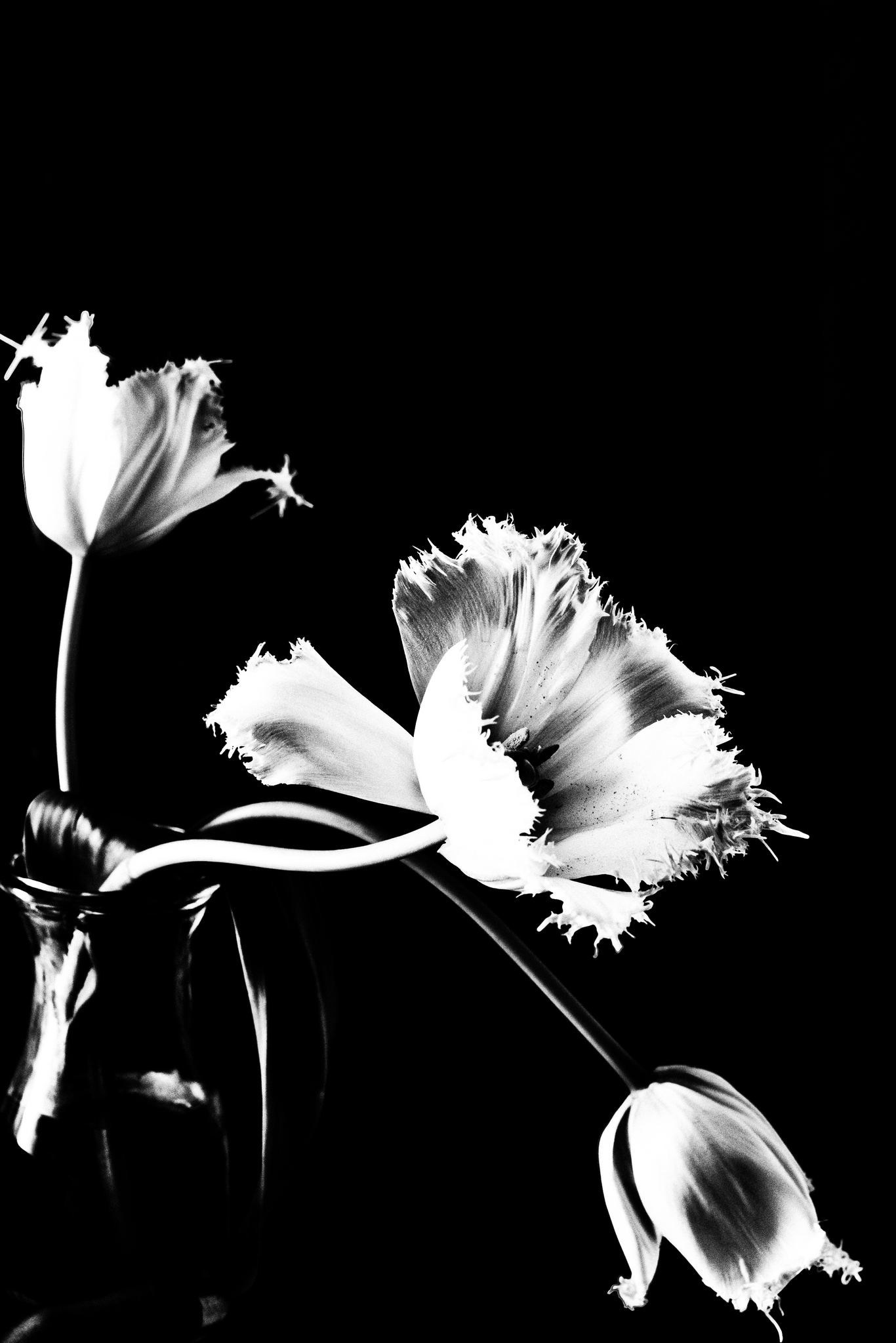 Artworks / Still life. Sandra Garanca Portrait and event photographer