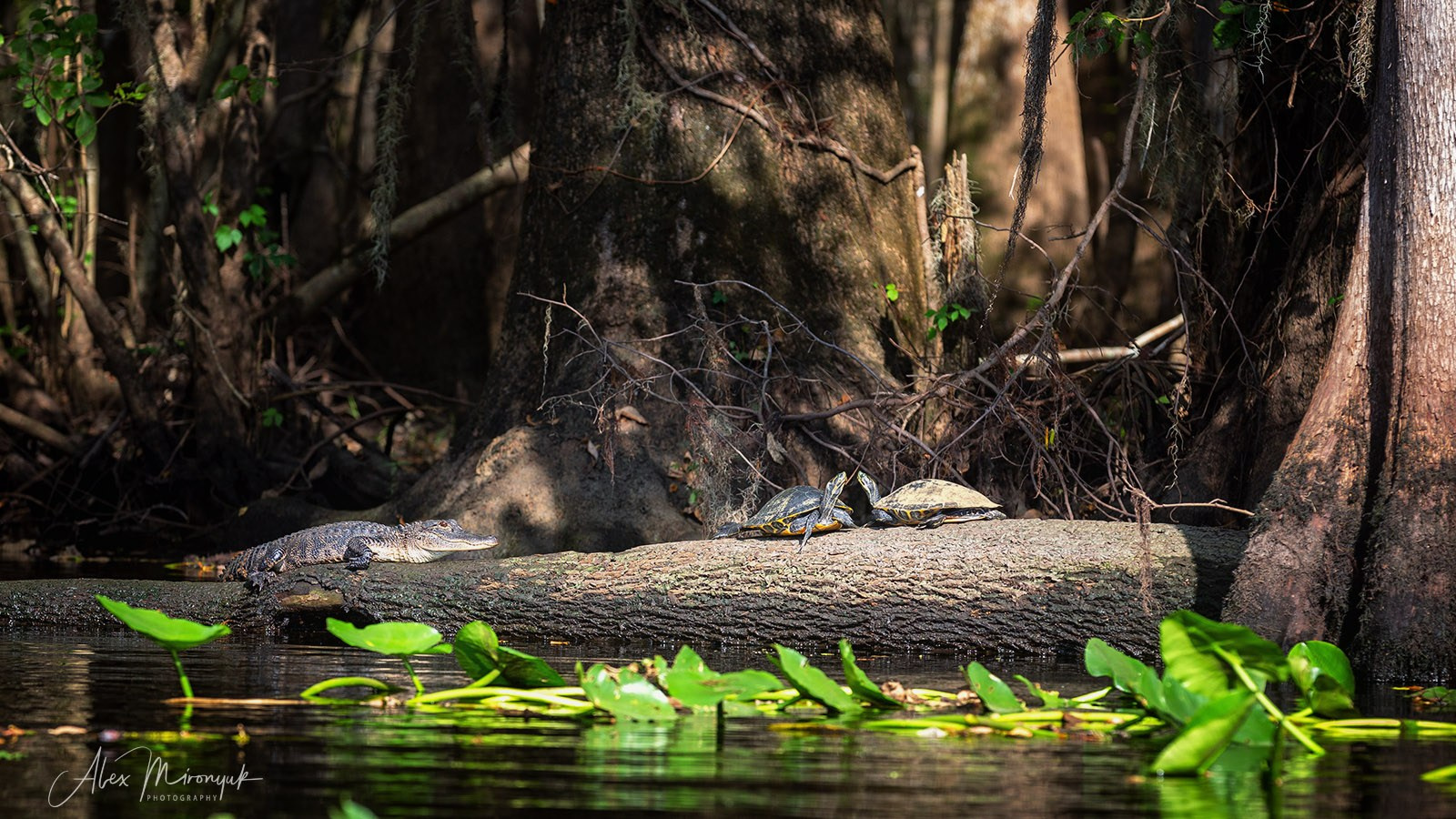 Exploring True Florida: Springs, Rivers & Manatees by Canoe. Pet, Senior, Landscape, portrait studio, photographer in Miami and Sou