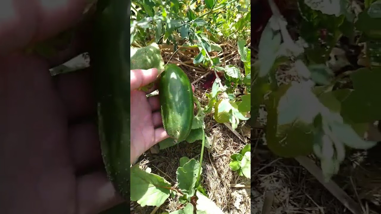 June. Kiki-Niki-Cha! Learn, play, and discover with us!