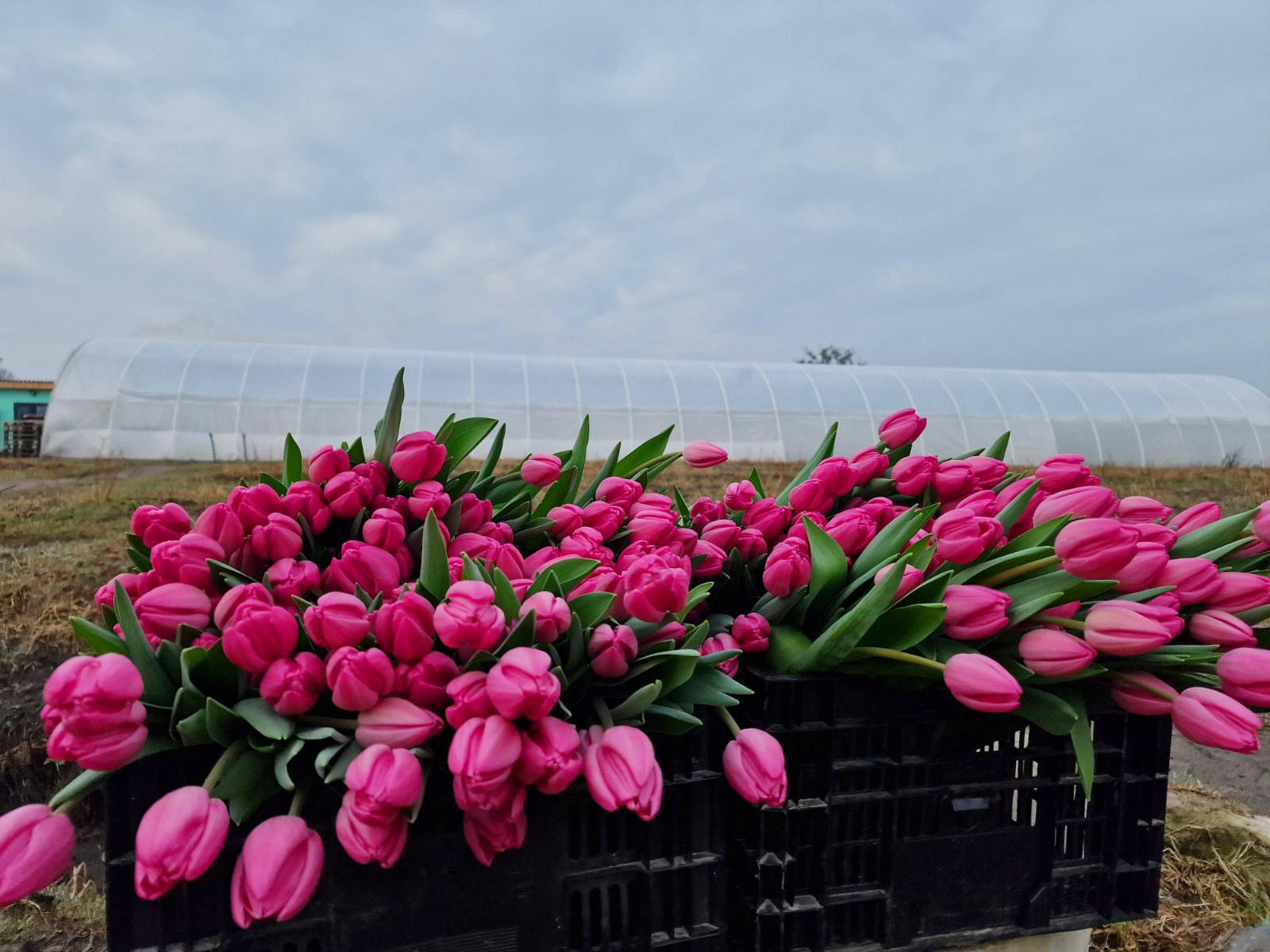 Послуги. Greenhousekorosten