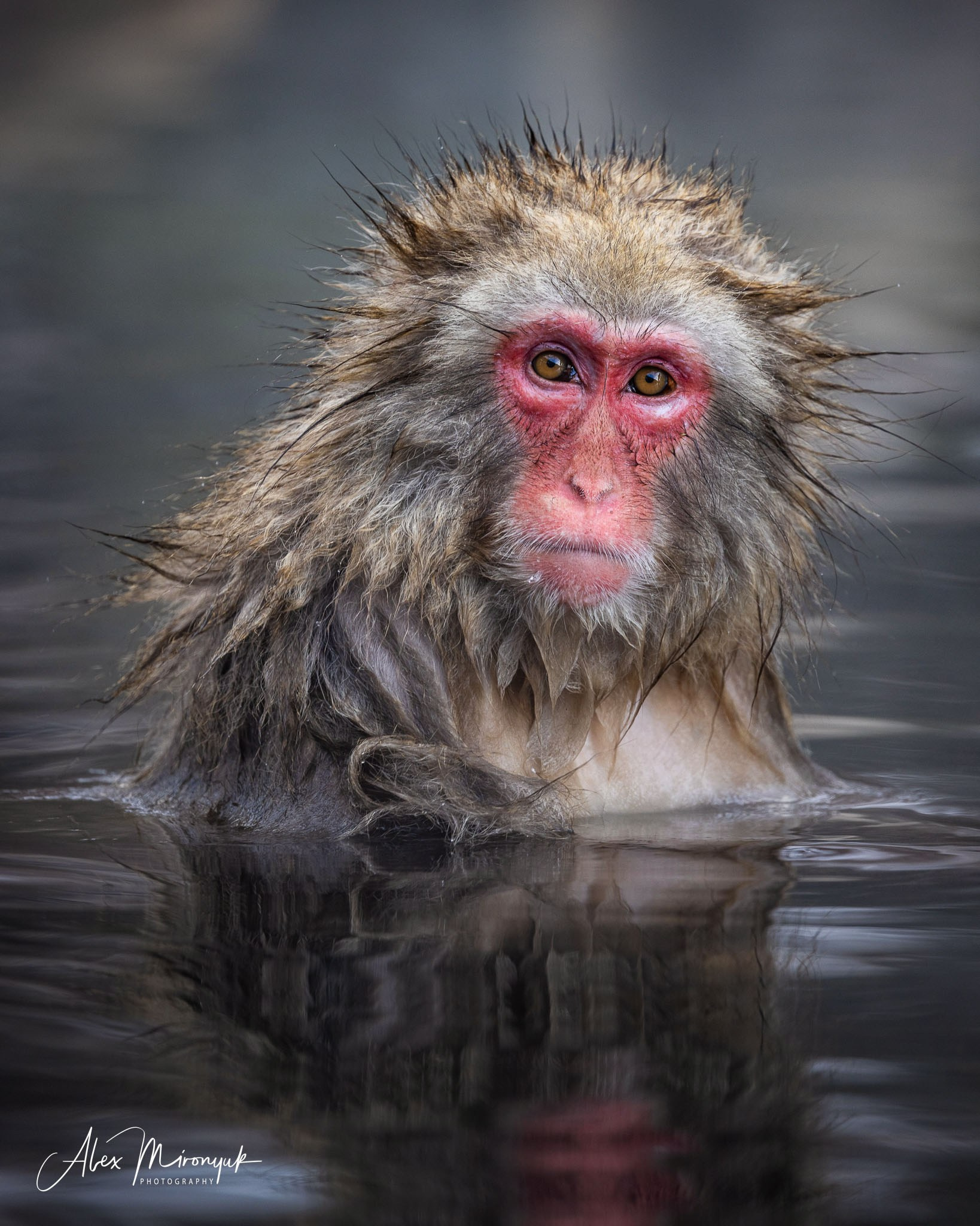 Winter Japan: Snow Monkeys, Castles & Timeless Villages. Pet, Senior, Landscape, portrait studio, photographer in Miami and Sou