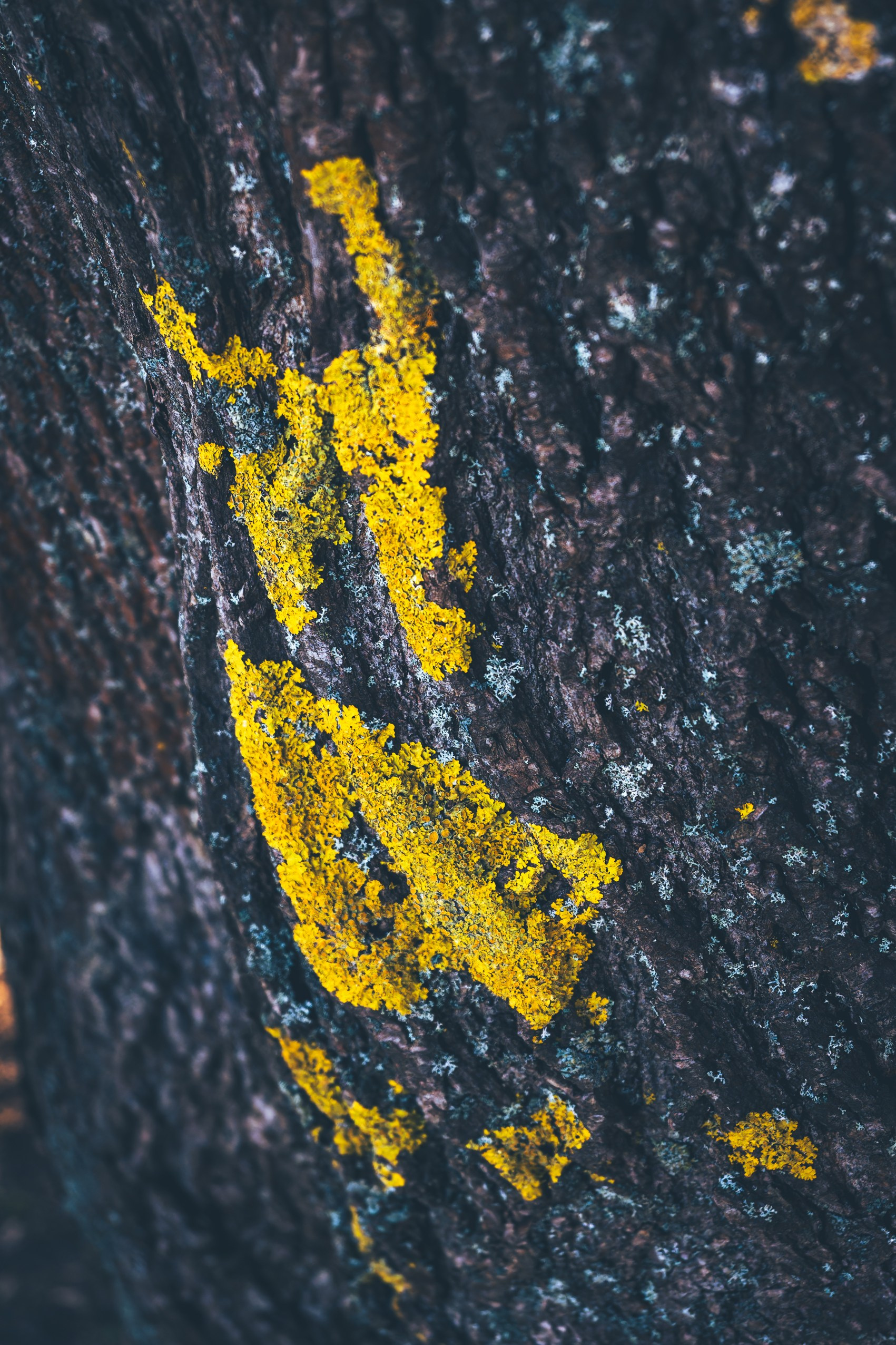 Nebula 25 — Фотографии для вашей души