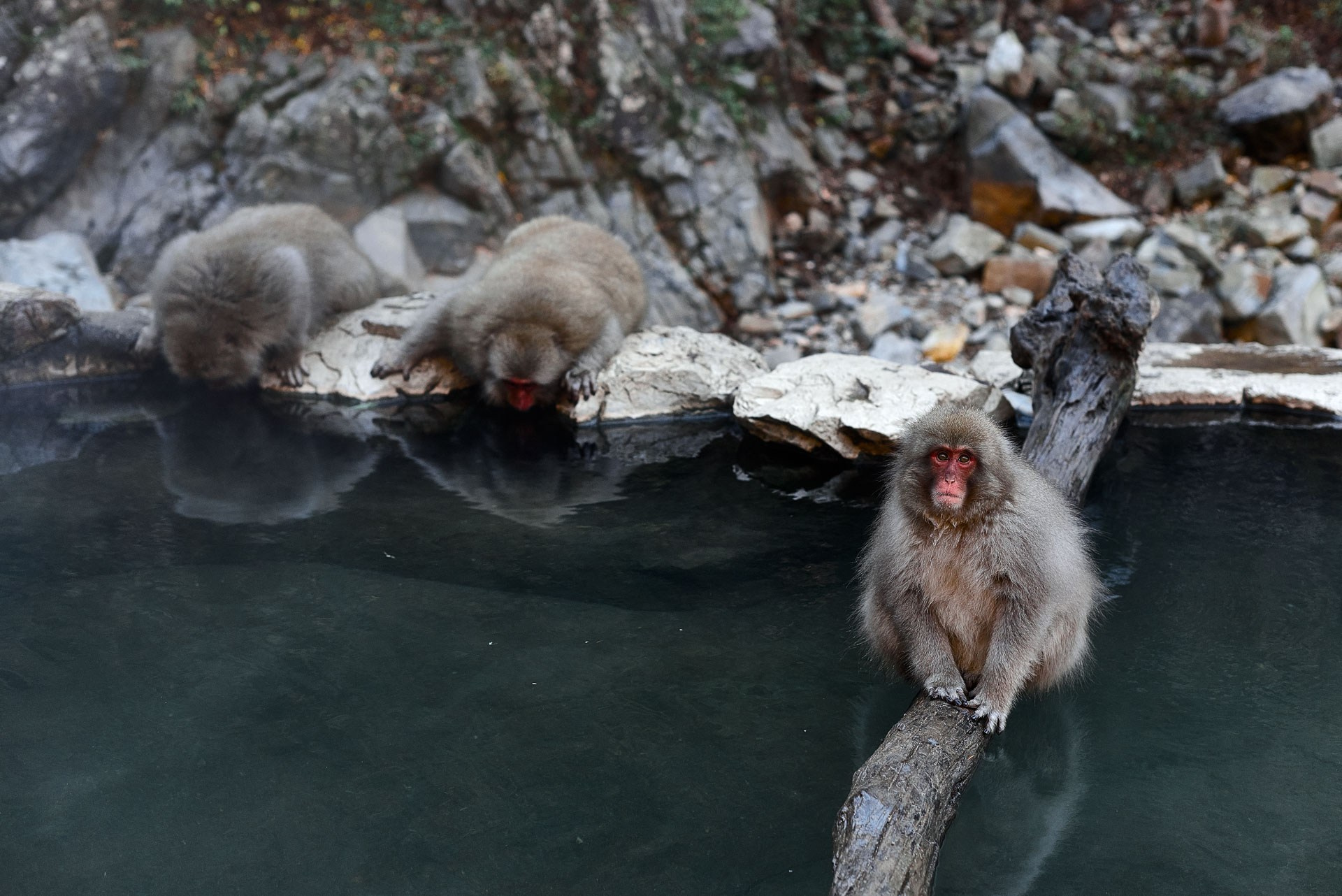 A Photographer’s Guide to Jigokudani Snow Monkey Park, Nagano