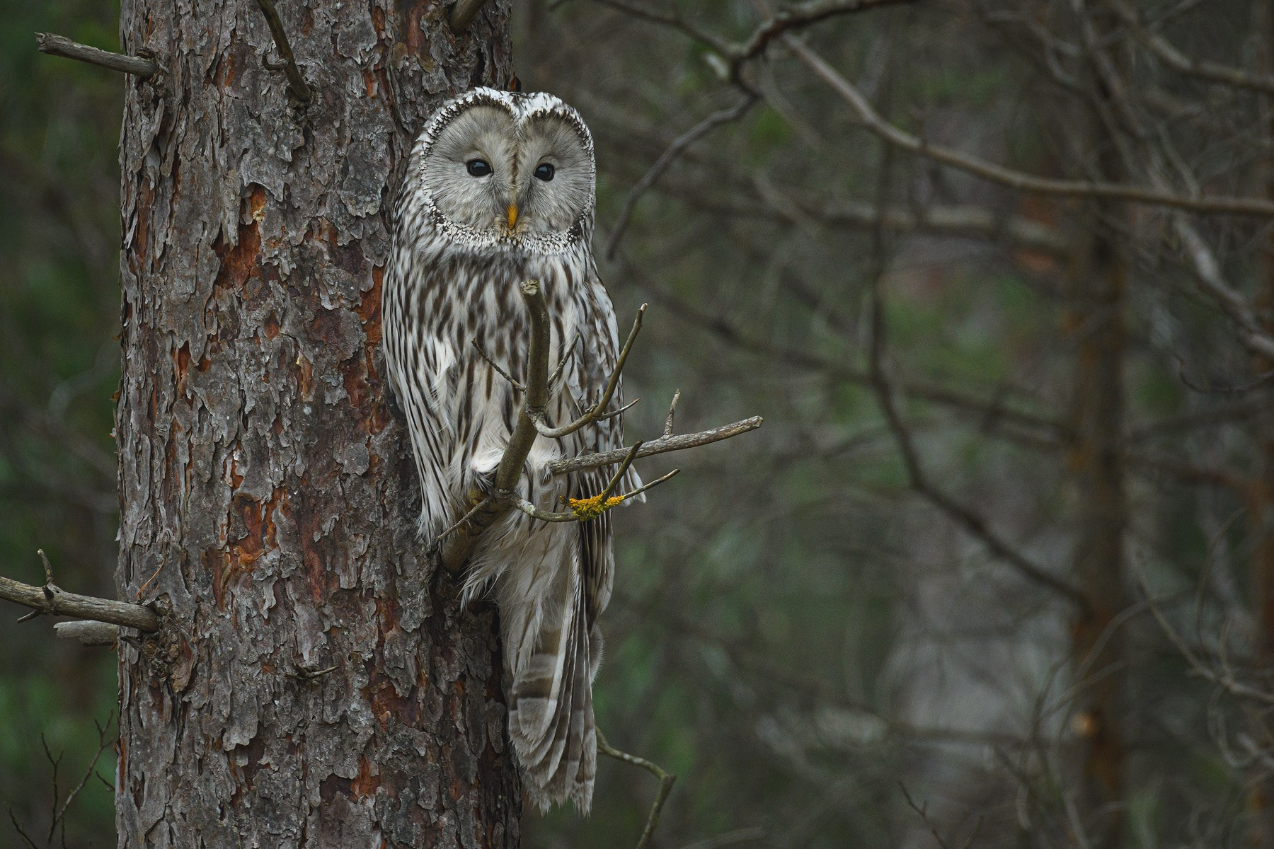 My Ural owl gallery (Strix uralensis)