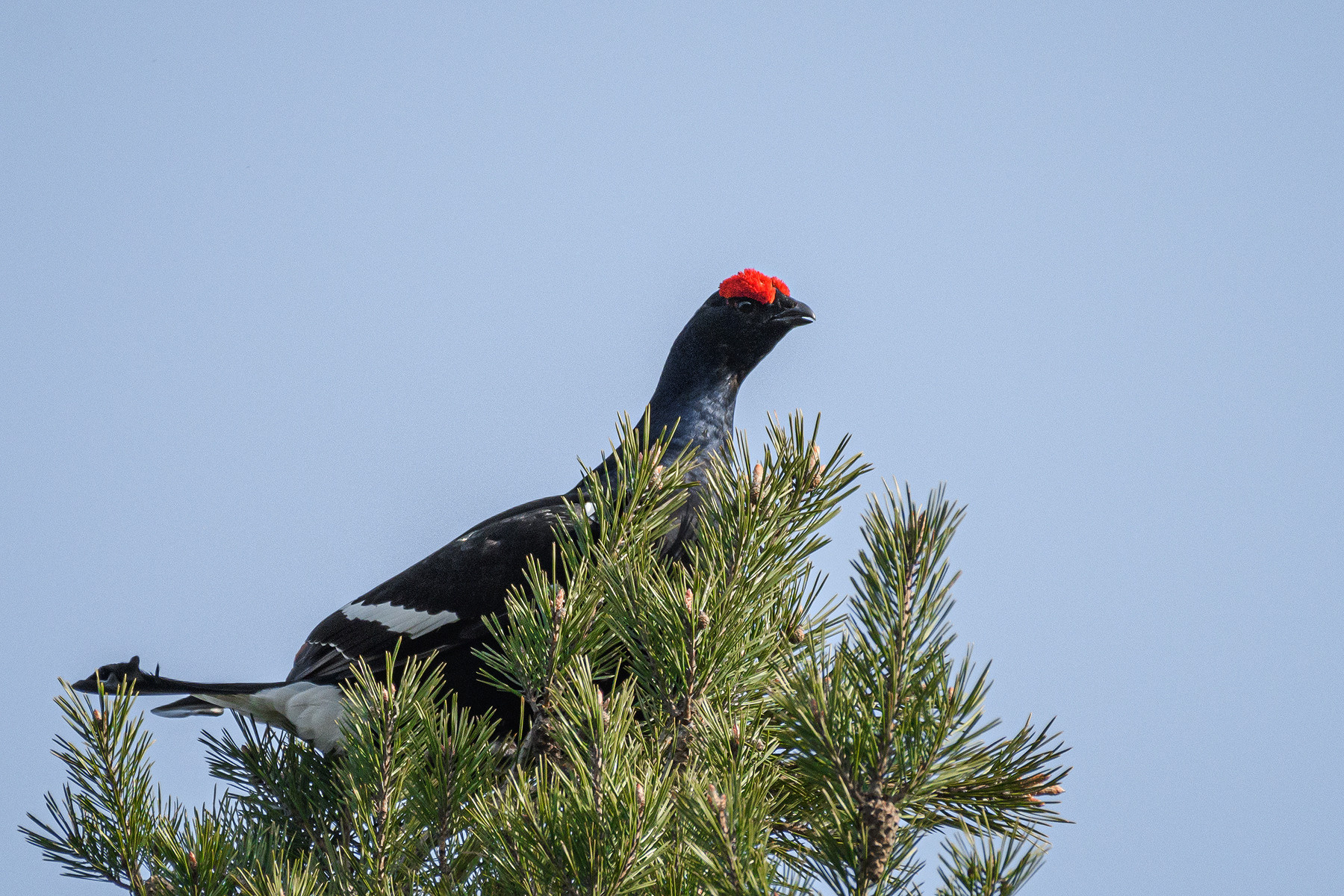 My black grouse gallery (Lyrurus tetrix)