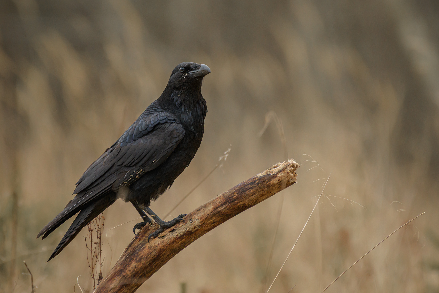 My ravens gallery (Corvus corax)
