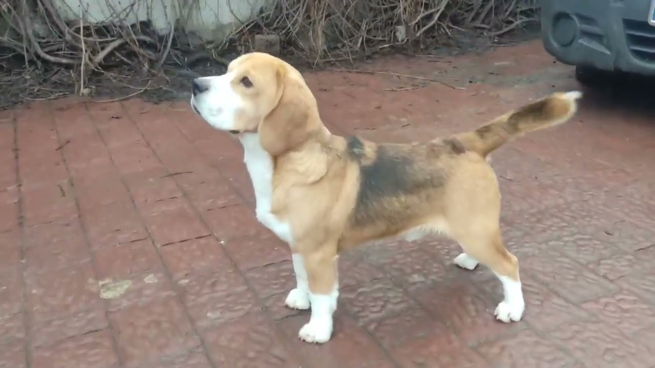 Arti. Питомник биглей Selesta’s Dreams