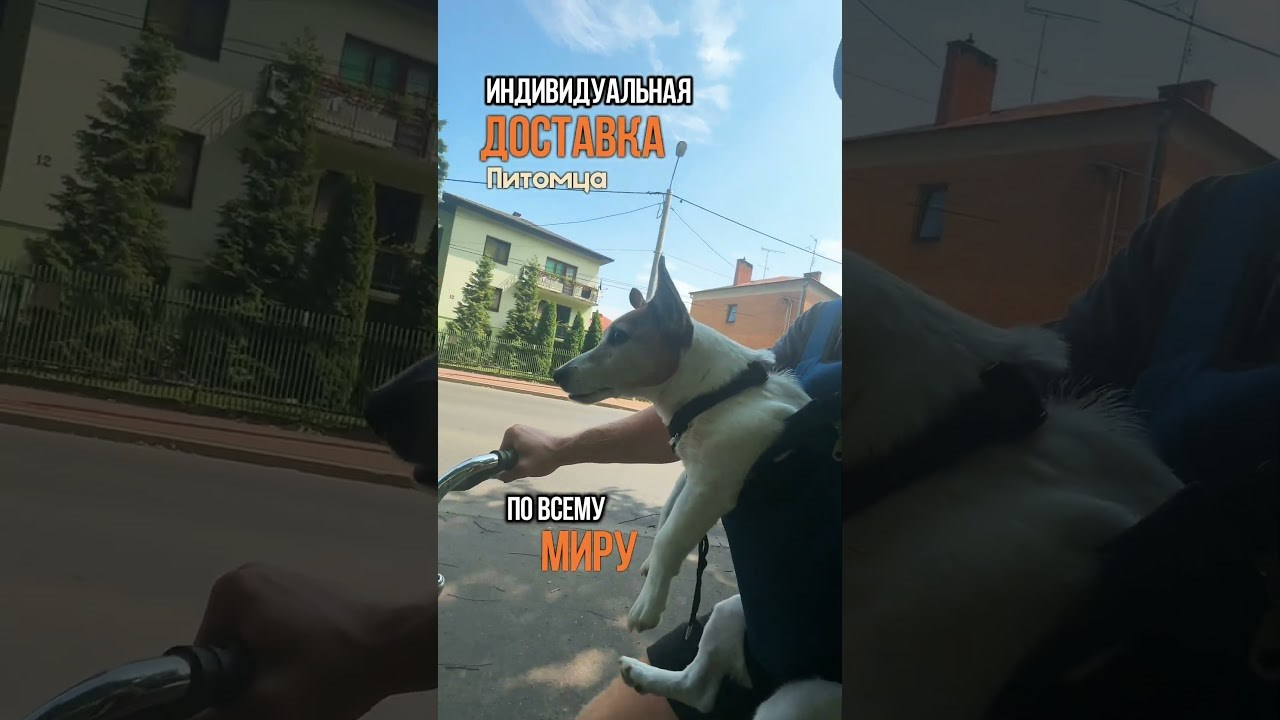 О компании. Перевозка животных с оформлением и сопровождением. Перевозка, доставка домашних животных