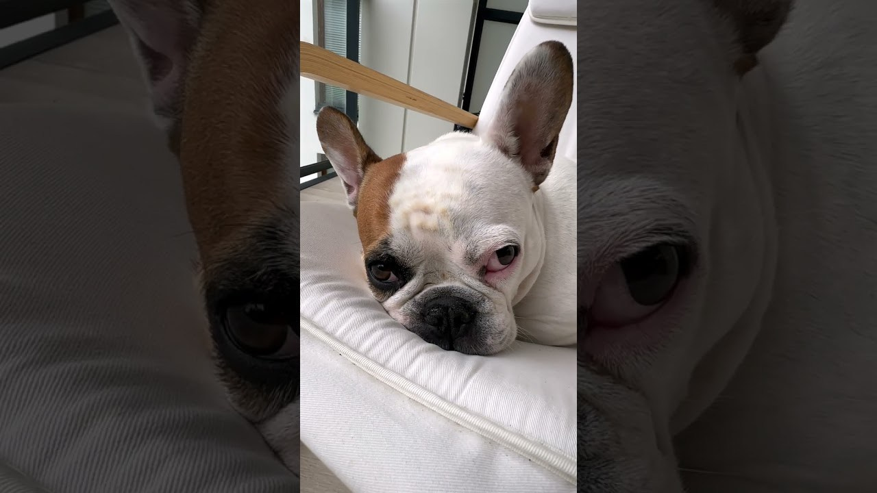 О компании. Перевозка животных с оформлением и сопровождением. Перевозка, доставка домашних животных