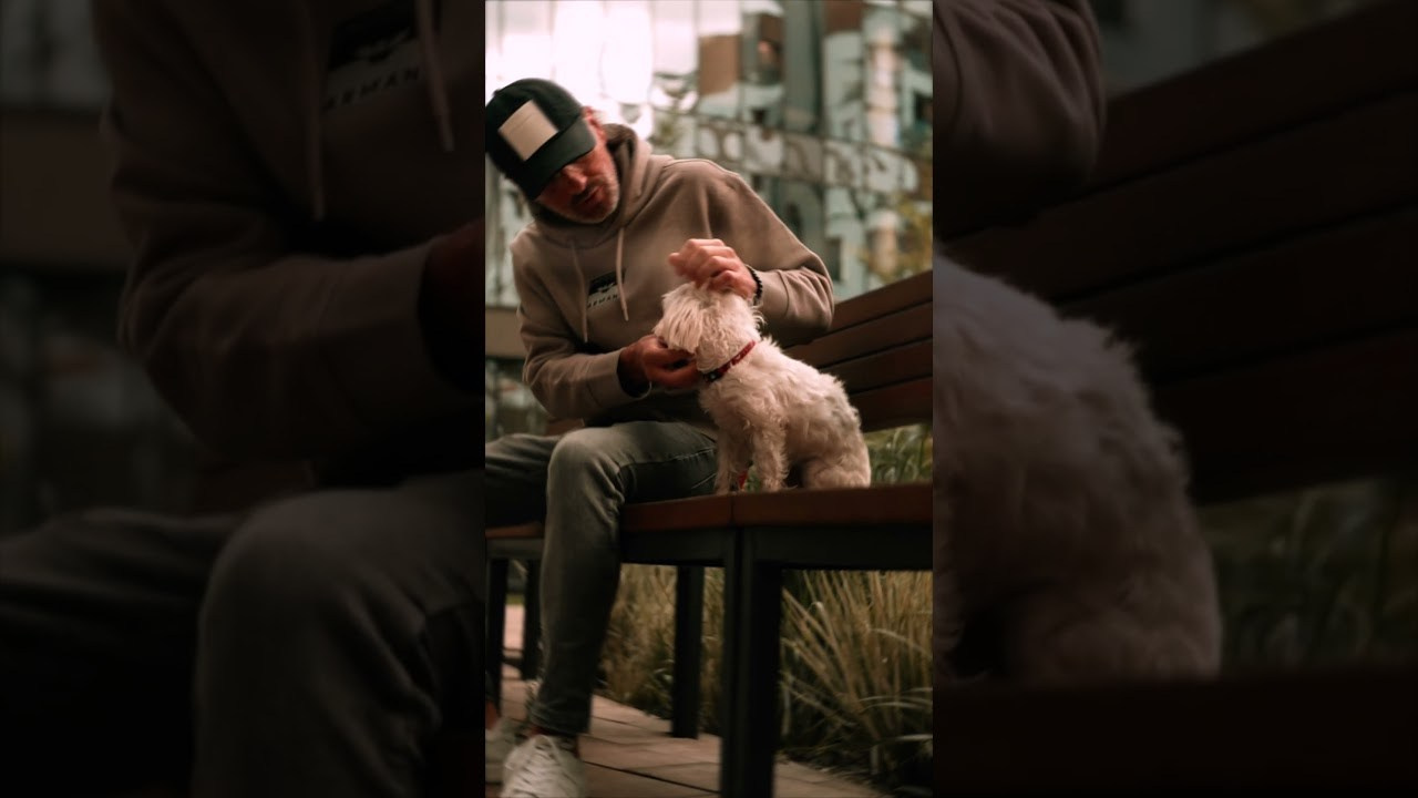 О компании. Перевозка животных с оформлением и сопровождением. Перевозка, доставка домашних животных