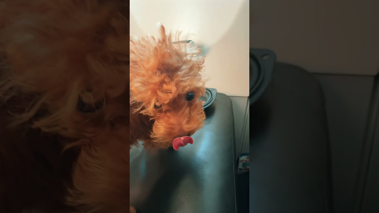 О компании. Перевозка животных с оформлением и сопровождением. Перевозка, доставка домашних животных