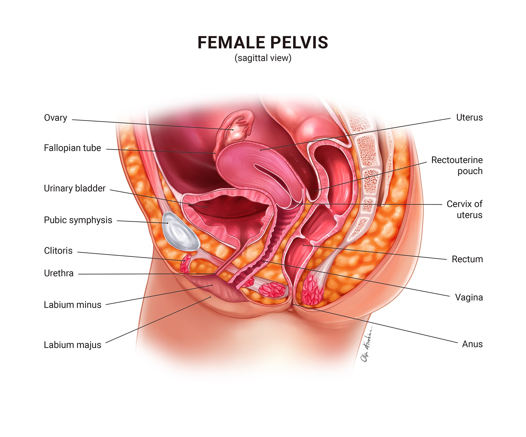 Anatomical illustration depicting the sagittal view of the female pelvis.