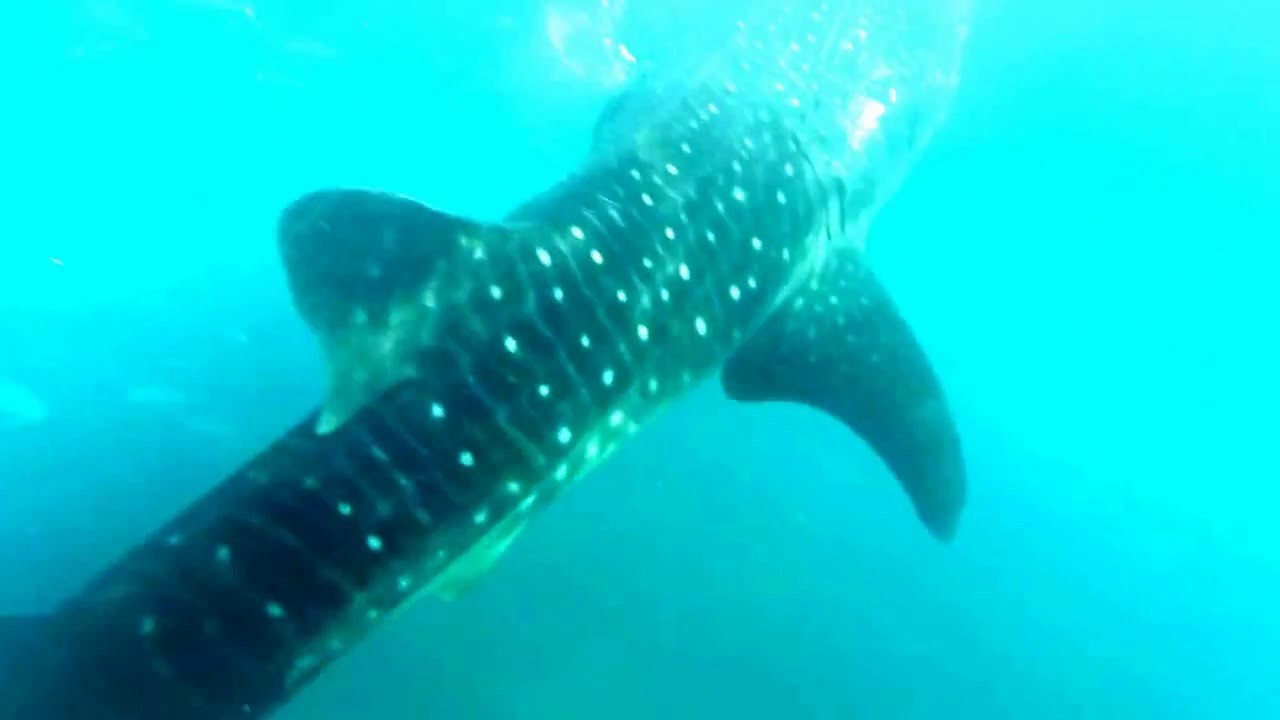 Wedding family photographer Alicante Benidorm Valencia Costa Blanca