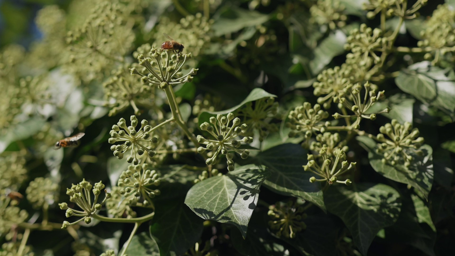 Свадебное видео  — Видеограф в Кишиневе, Румынии и Анталии