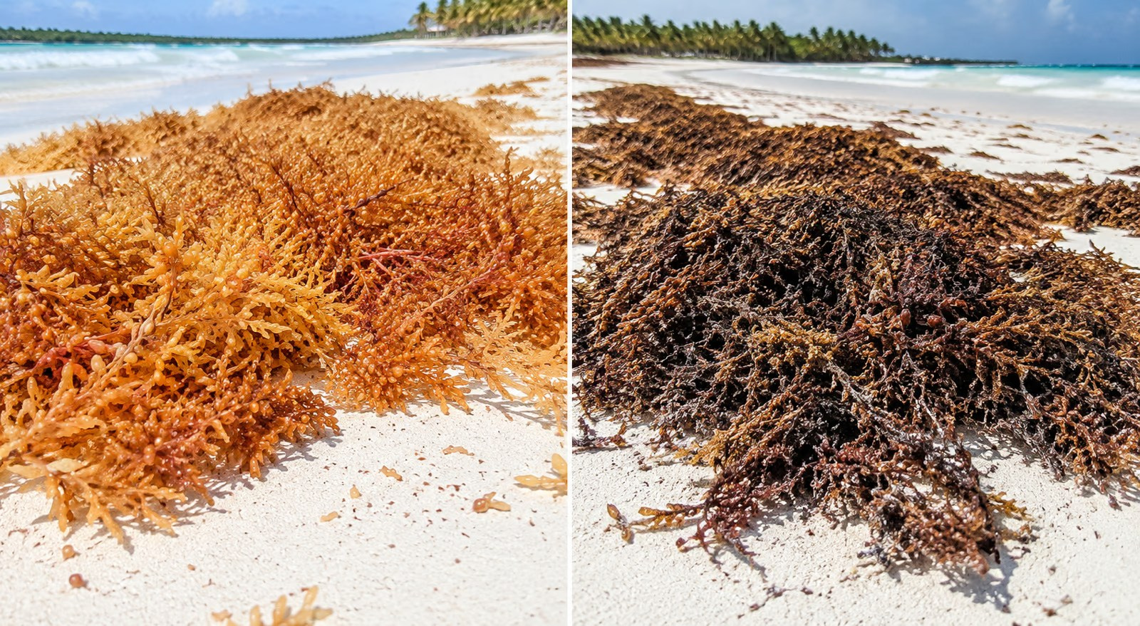 Sargassum seaweed in Punta Cana and Bavaro. Fotógrafo em Punta Cana — Alex Po