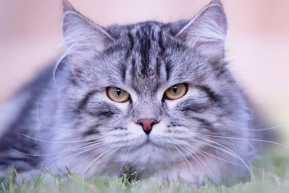 Our Kings | Pedigreed Male Siberian Cats from Astera Siberians. Astera Siberians |Hypoallergenic Kittens