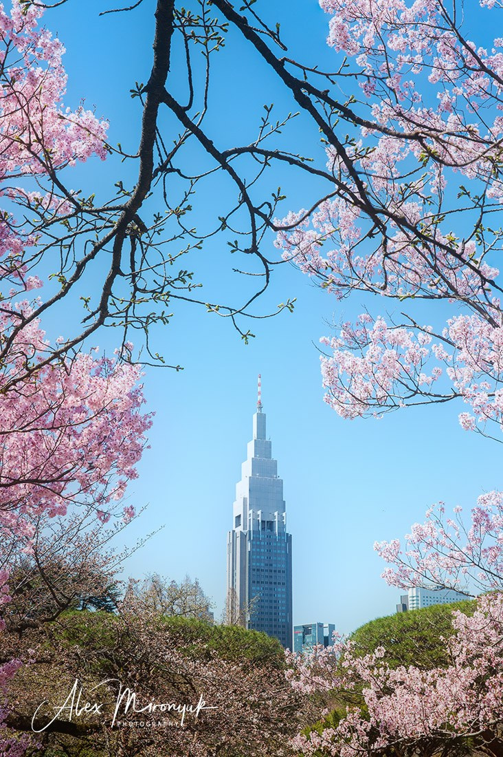 Hanami Season in Japan. Pet, Senior, Landscape, portrait studio, photographer in Miami and Sou