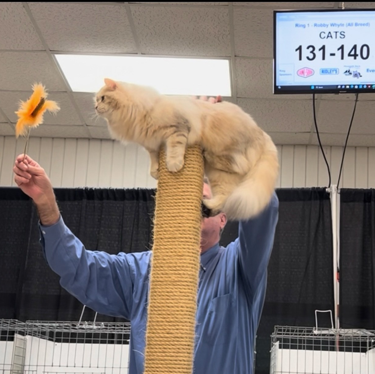 Bimetallic Siberian cat balansing on a pole at the TICA cat show