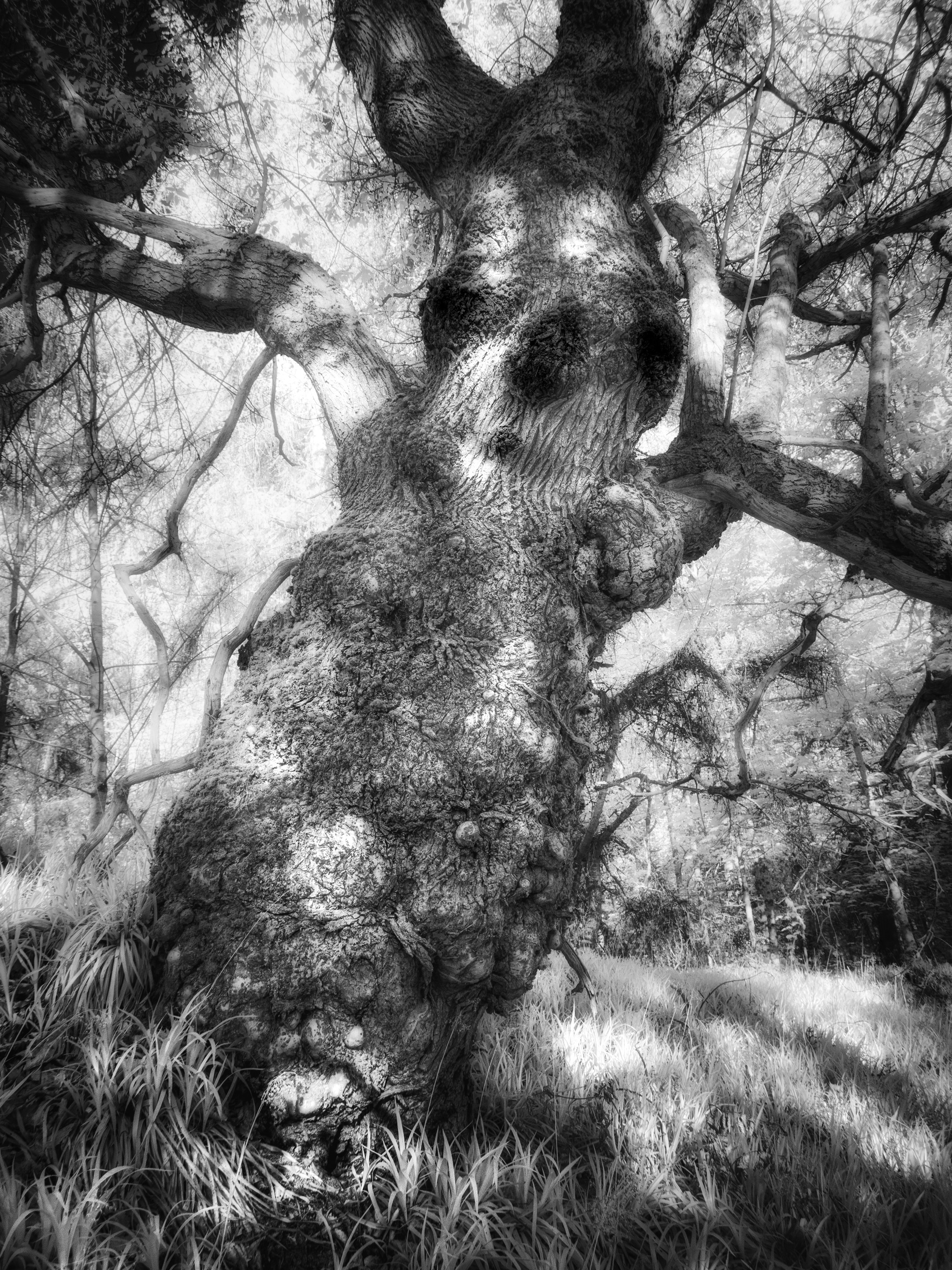 Cawdor Woods in infrared black and white
